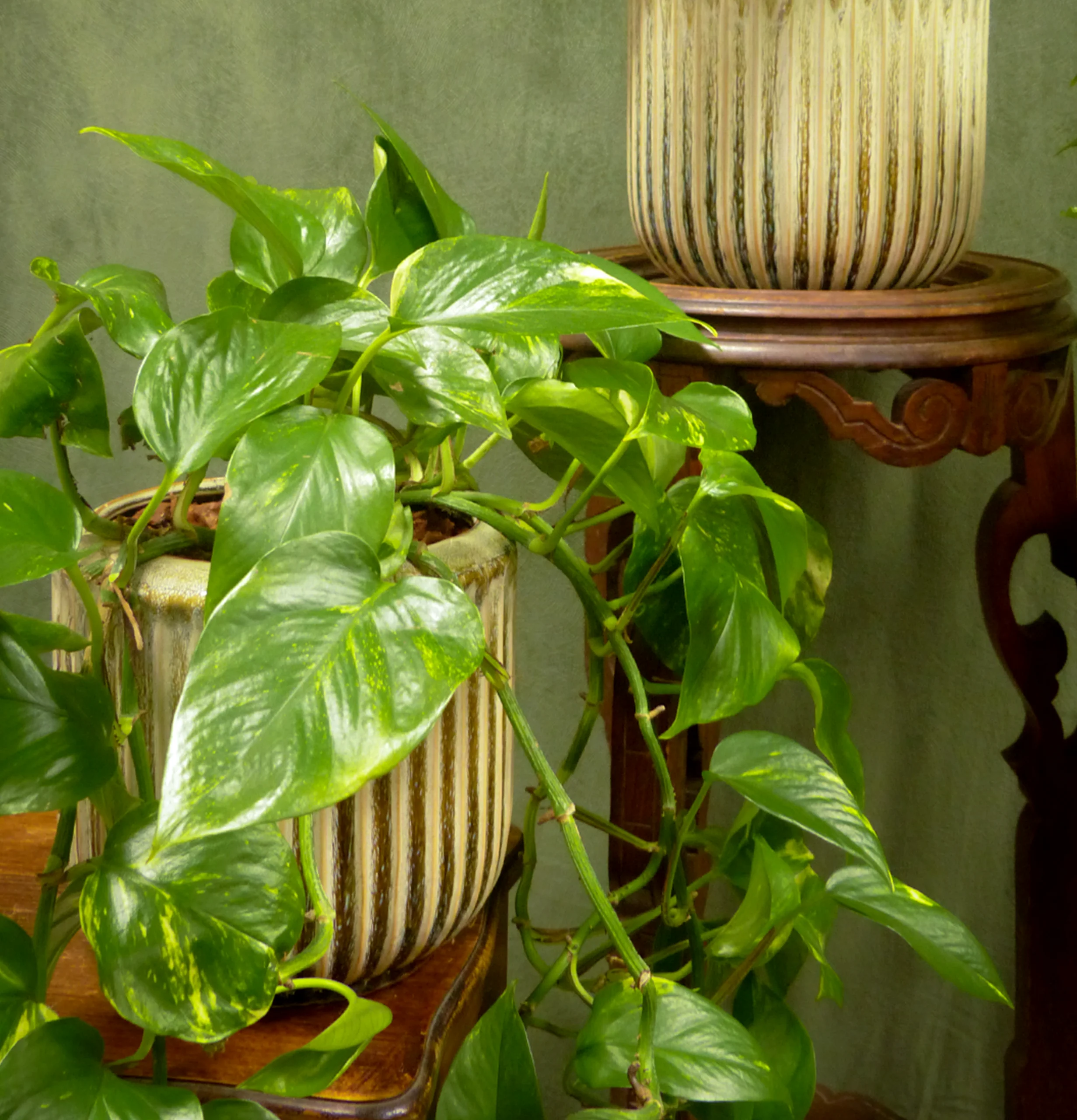 Plante verte pothos en pot céramique – vente de plantes fleuriste Trévoux